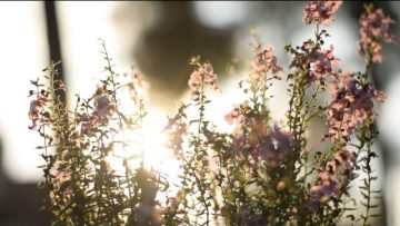 Rejoice Ye Pure in Heart!